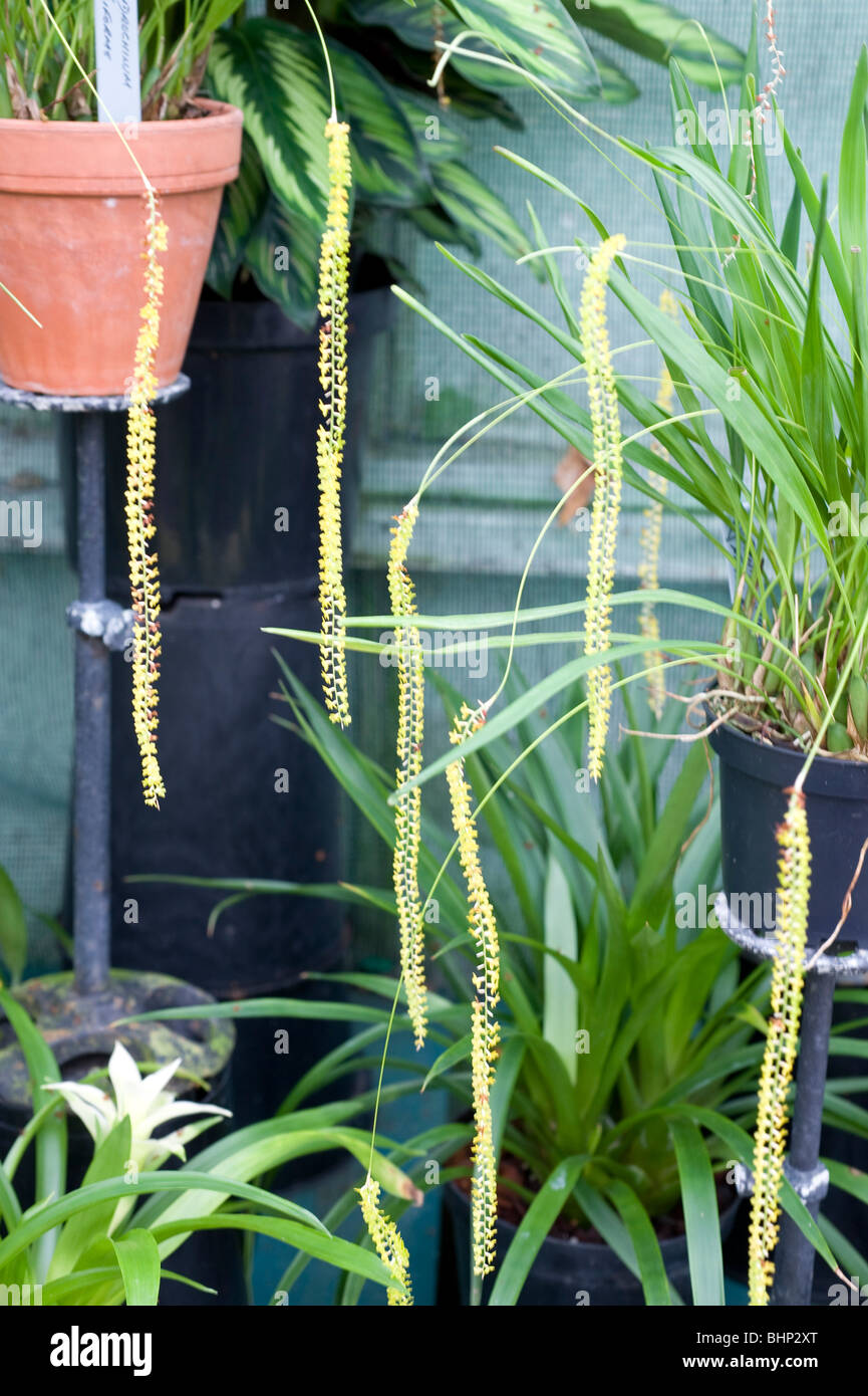 Dendrochilum Filiforme `B`. A deligthful orchid with strings of hanging tail like pale yellow flowers. Stock Photo
